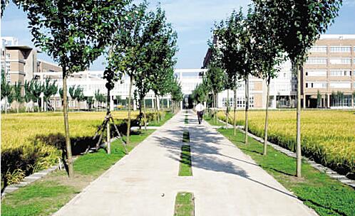 南充廣播電視大學(xué)南部縣分?！鸽姶蟆?></a></div>
          <dl>
              <dt><a href=