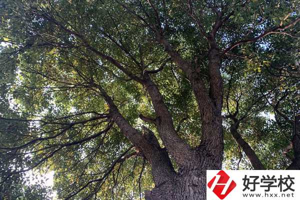湖南省商業(yè)職業(yè)中專(zhuān)學(xué)校在哪里？升學(xué)就業(yè)怎么樣？