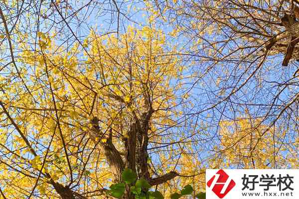 衡陽市瀟湘衛(wèi)生中等專業(yè)學(xué)校的專業(yè)就業(yè)方向如何？