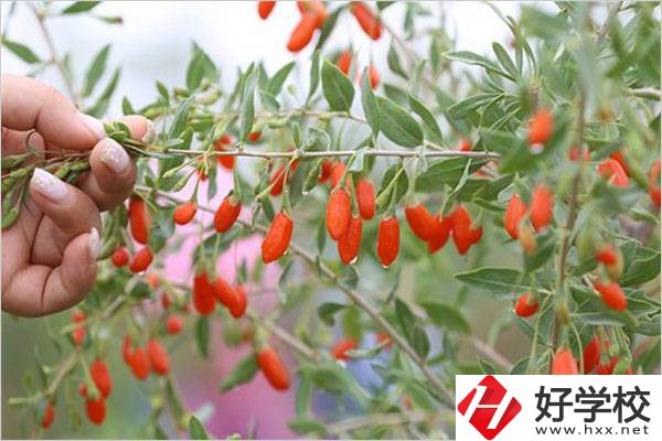 在湘西學(xué)中草藥栽培怎么樣？開設(shè)此專業(yè)的學(xué)校有哪些？